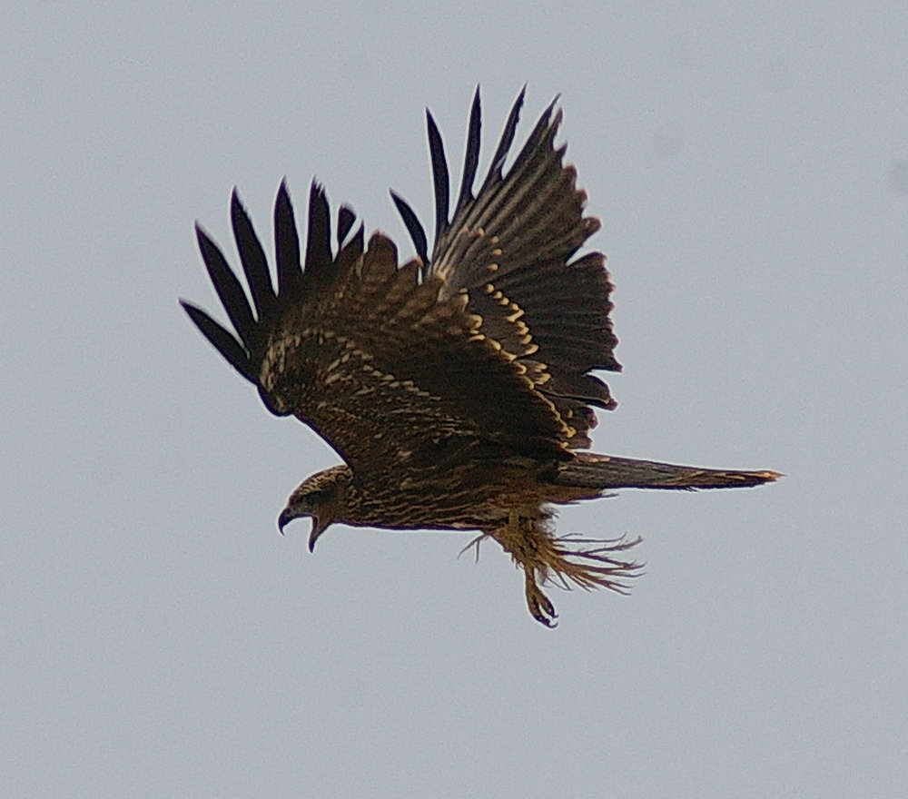 Wings of an kite