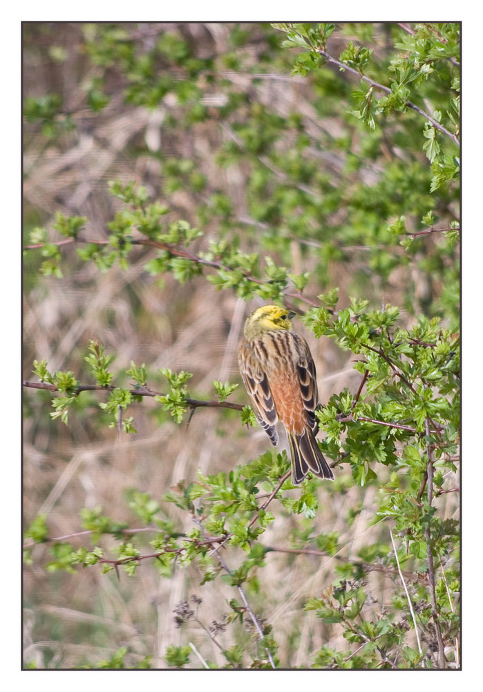 yellowhammer ?