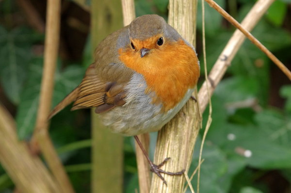 Another Robin ....