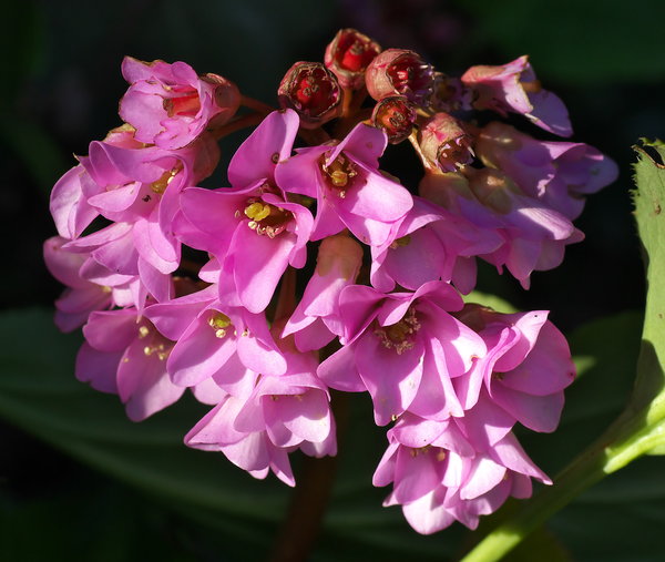Bergenia