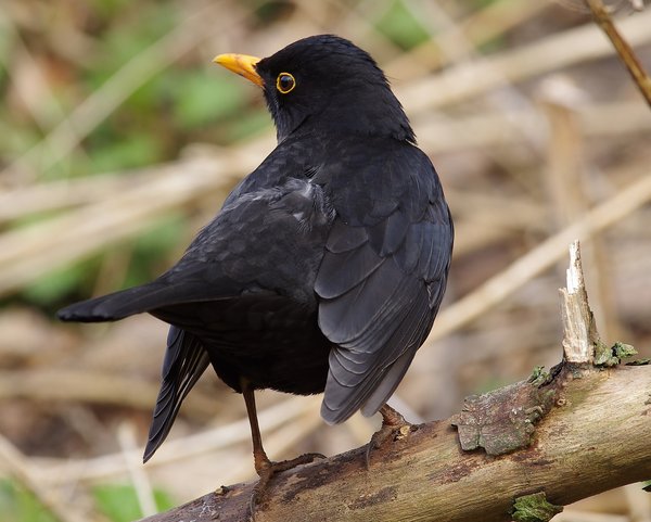 Blackbird