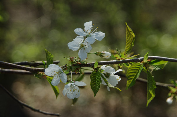 Blossom Time