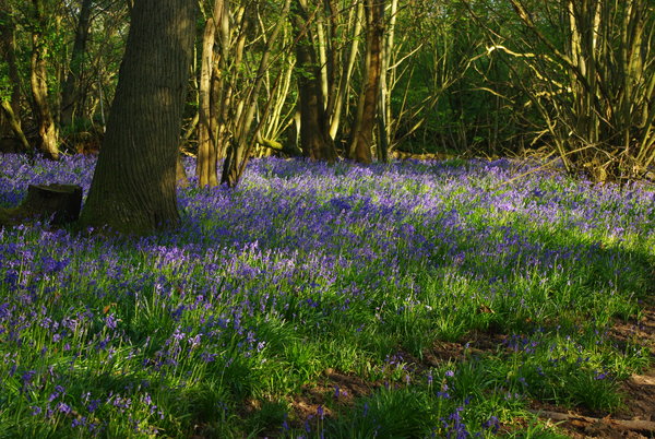 Bluebell Woods