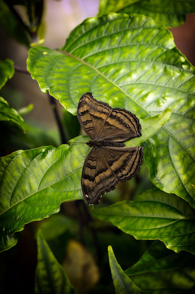 Butterfly 2