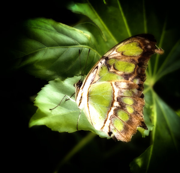 Butterfly