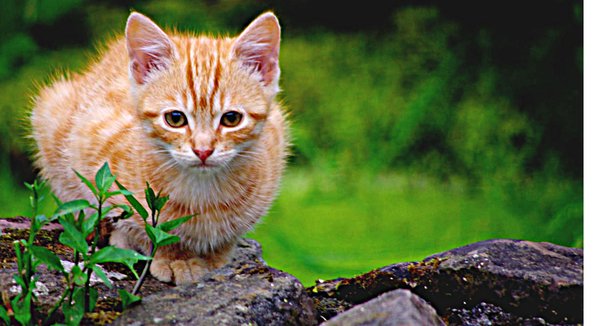 cat attack