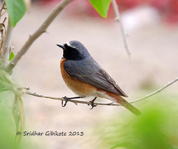 Common Redstart