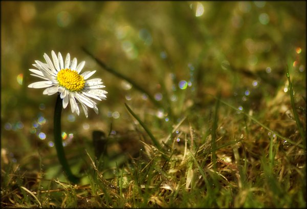 Daisy