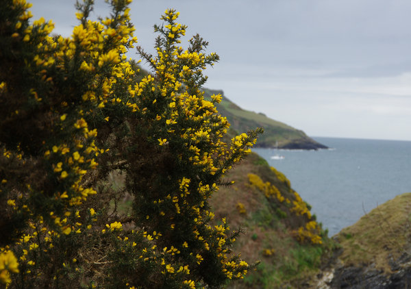 Gorse near Golant