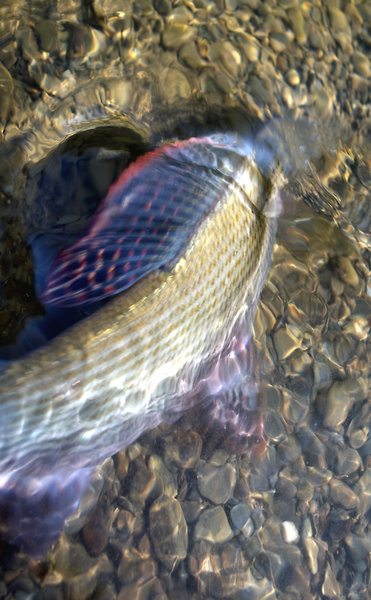 Grayling