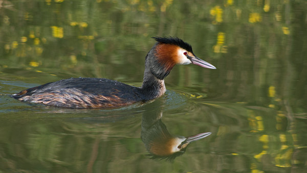grebe