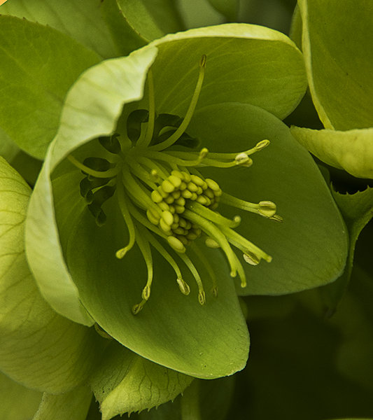 Green Hellebore