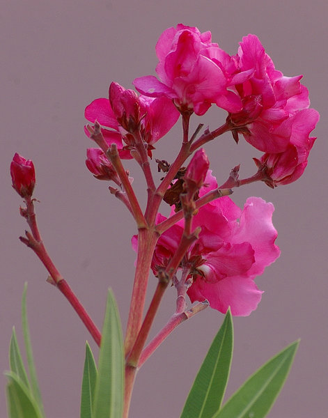 In the Pink of health