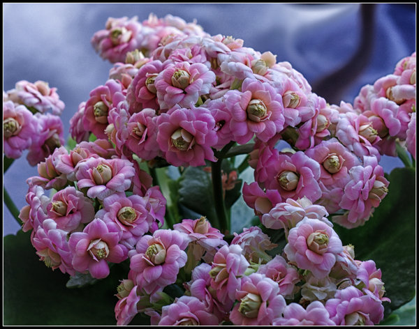 Kalanchoe