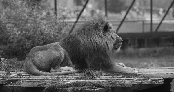 king of the jungle