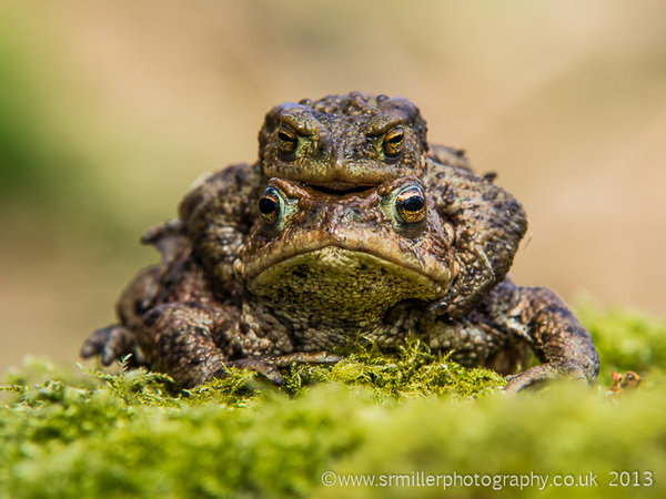 Mating Toads