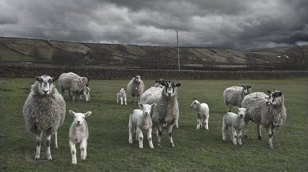 Mesmerized sheep