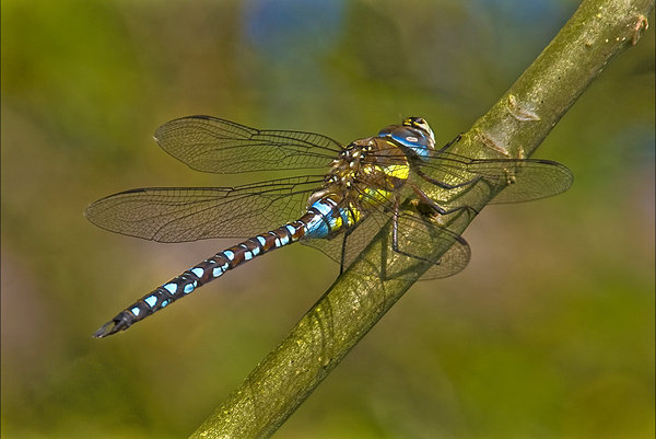 MIGRANT HAWKER
