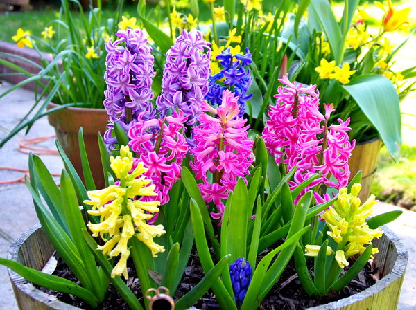 Mixed Hyacinths