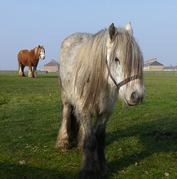 Newbiggin Horses