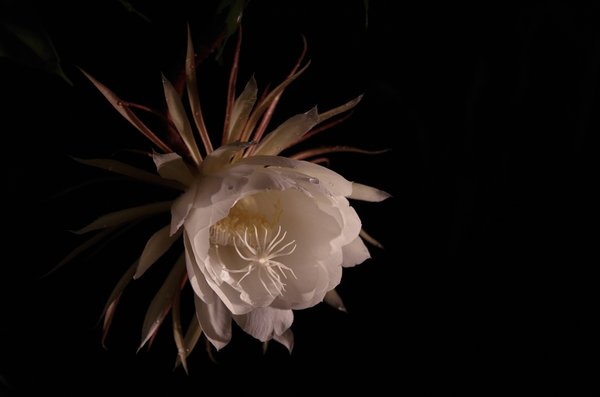night queen