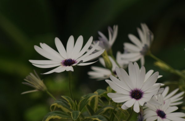Osteospermum