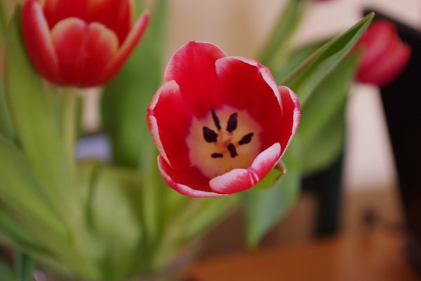 Pink Tulip