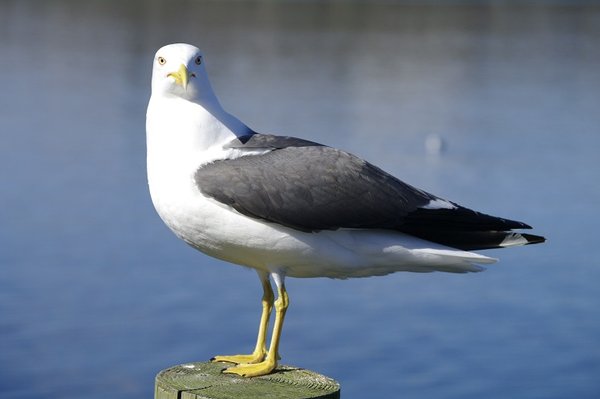 Posing bird