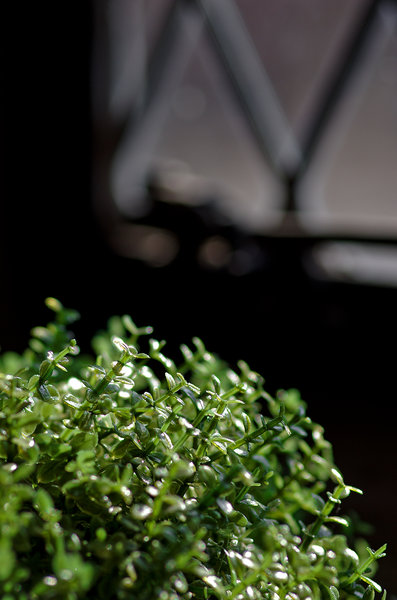Reaching For The Light