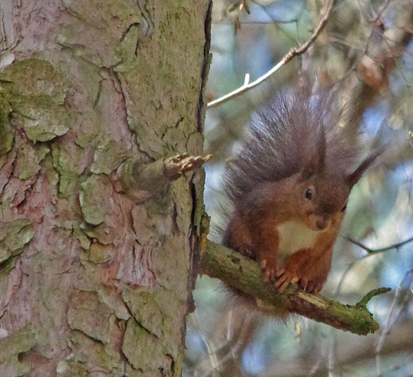 Red Squirrel