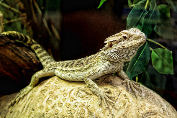 Reptile