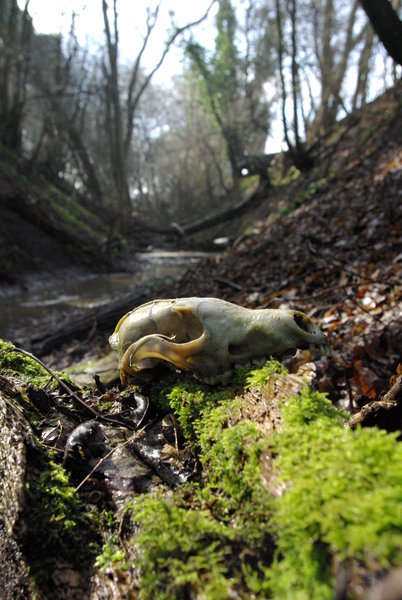 River Skull