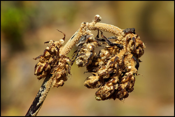 Seed Head