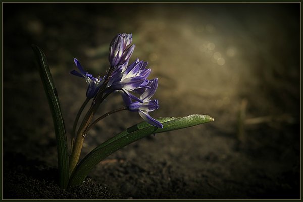Spring awakening