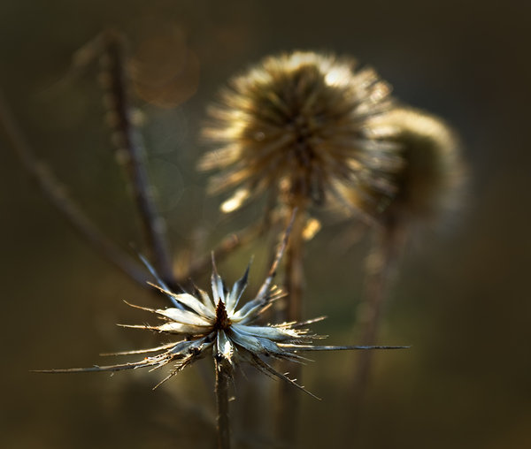 Stripped Bare