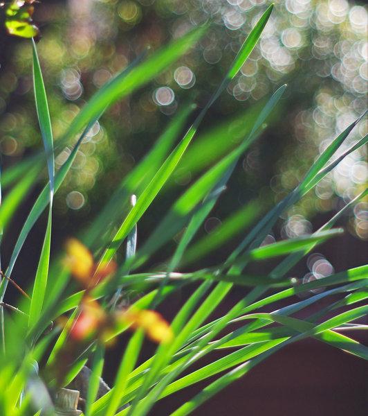Spring bokeh.