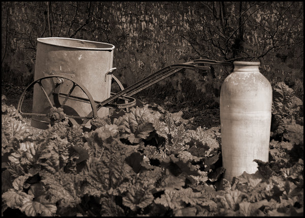 The Rhubarb Patch