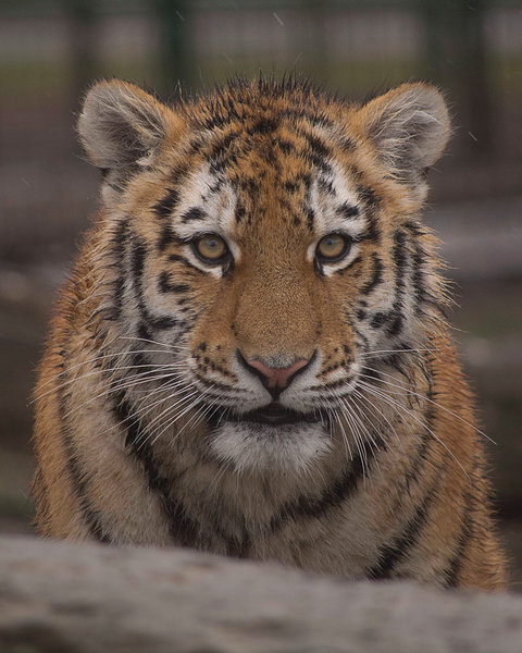 Tiger 01