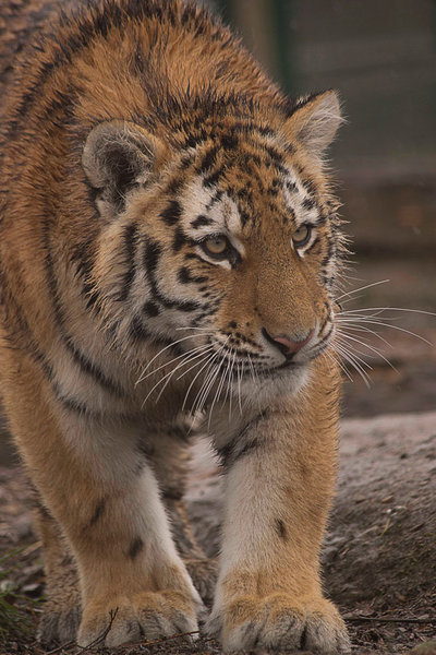 Tiger 02