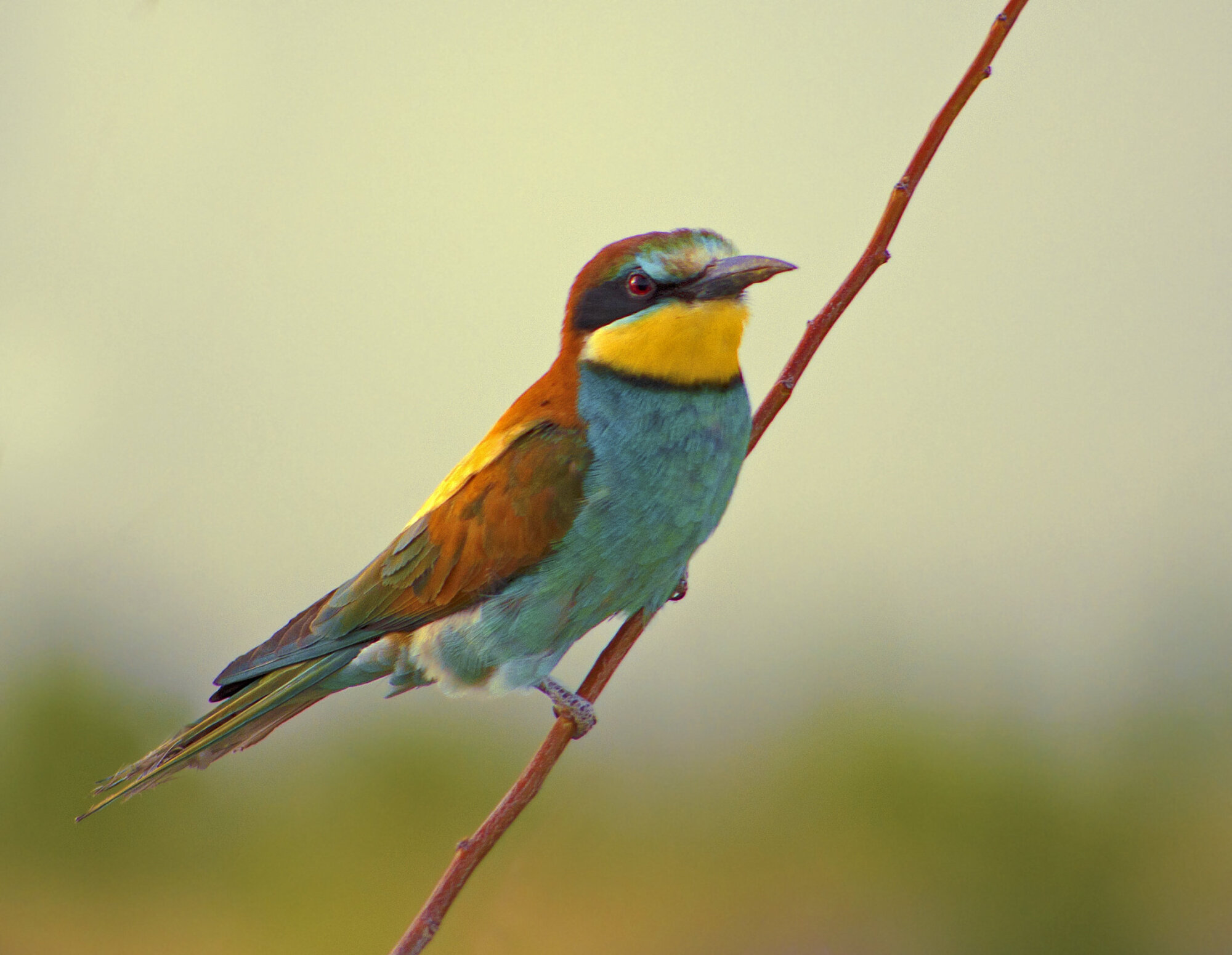 Bee eater (2)
