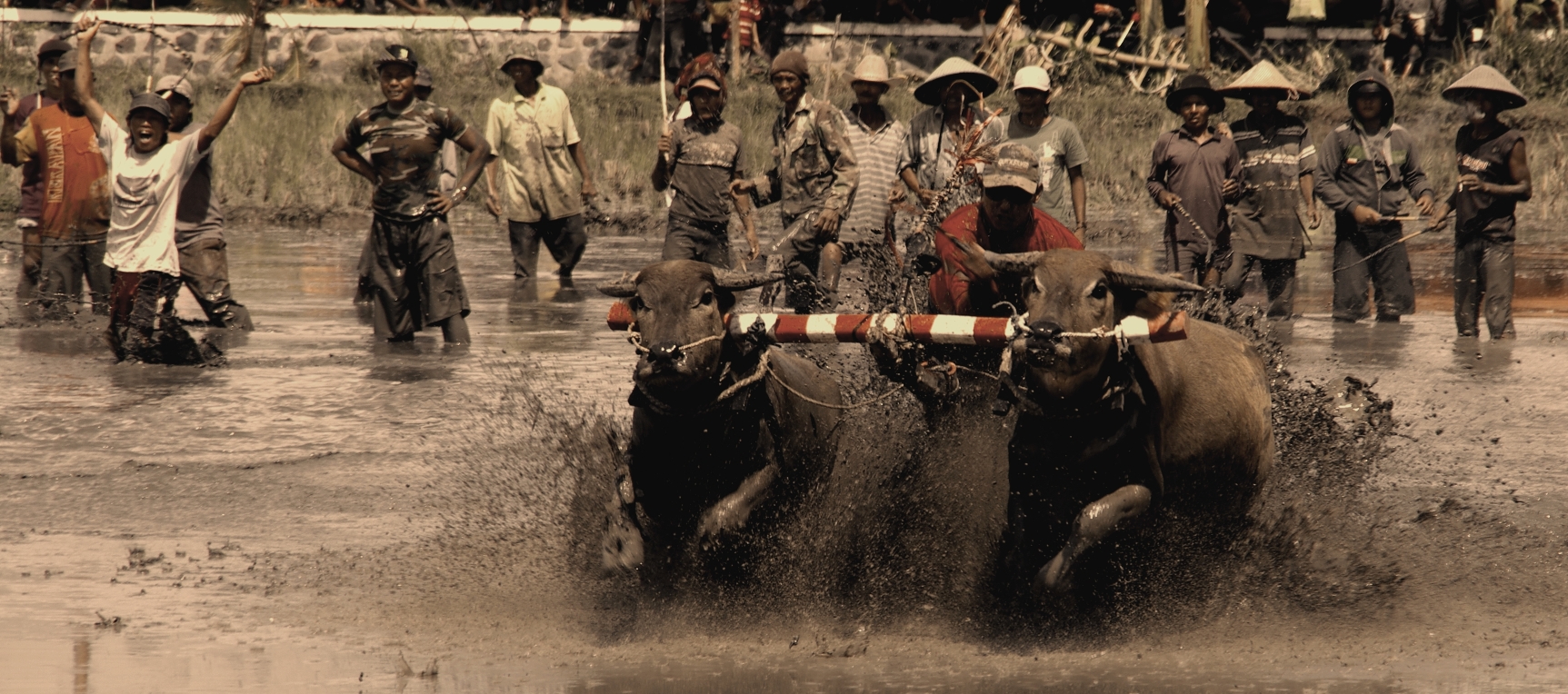 bull race