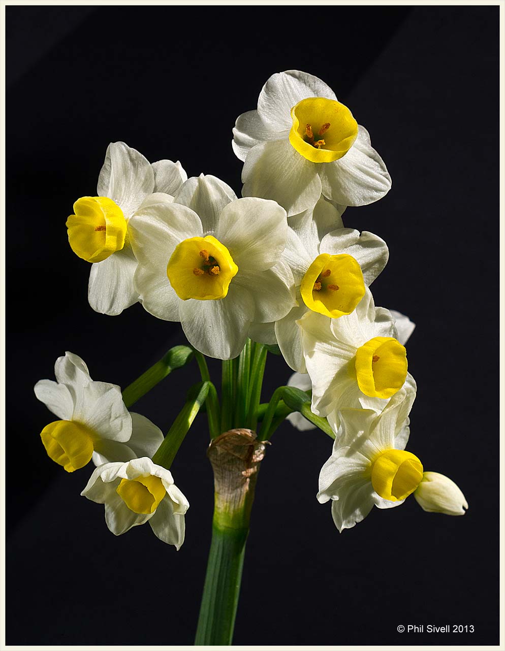Daffodils