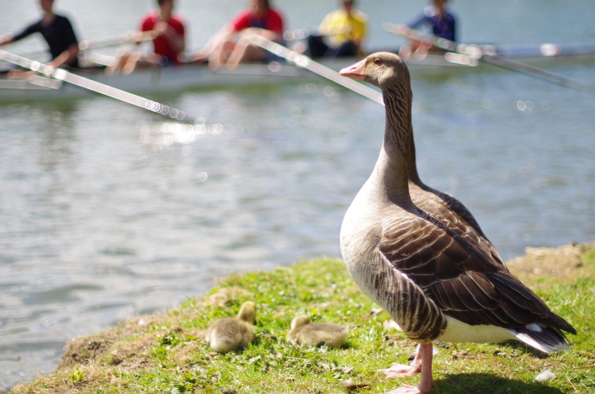 Duck alone