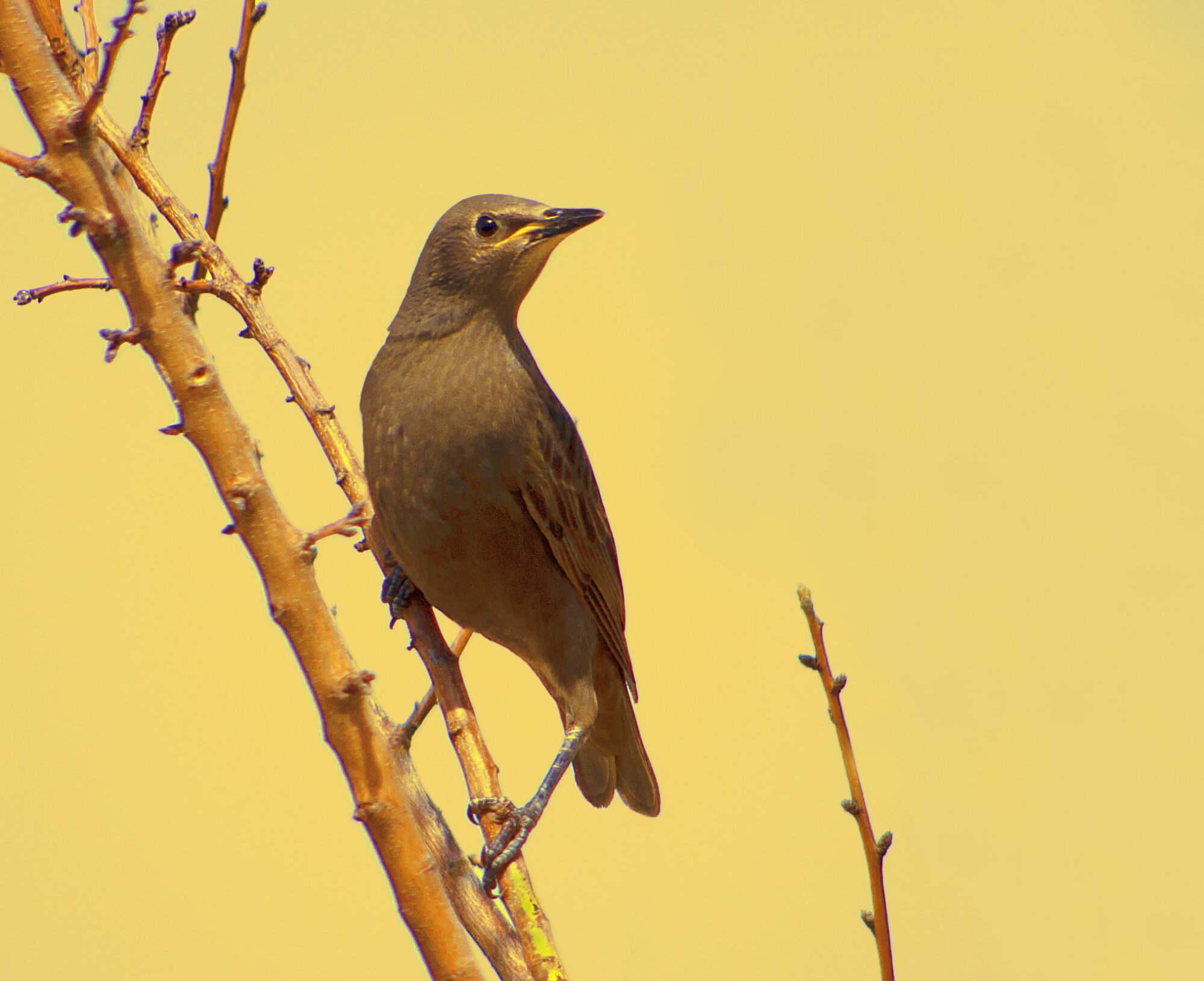 Starling 2