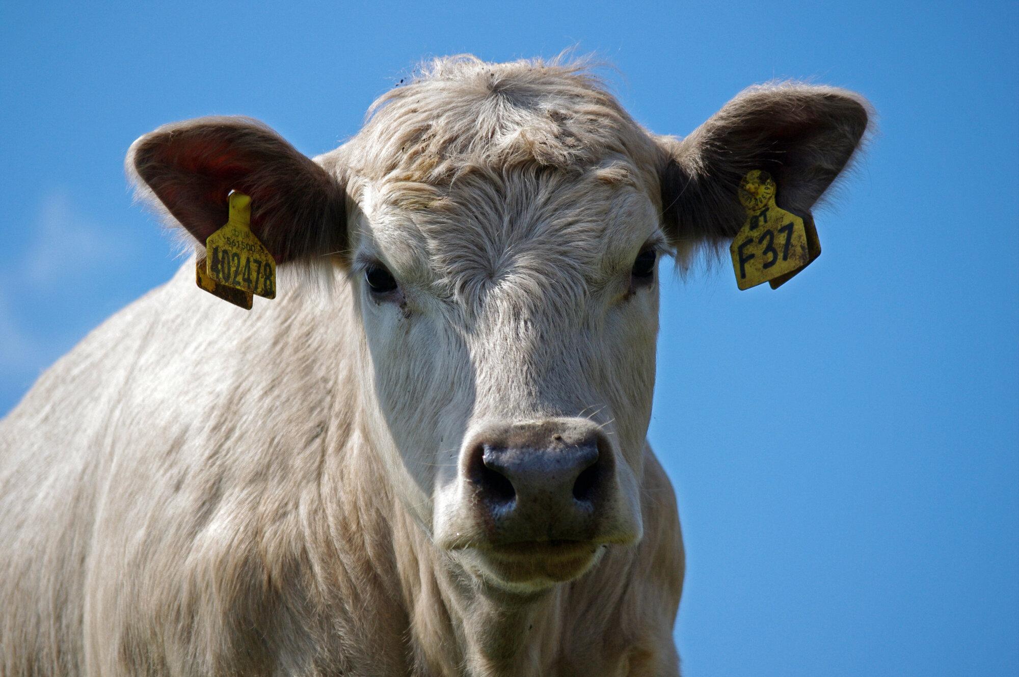 Young Bullock