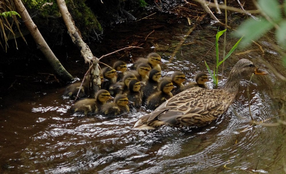 13 Little Ducks Went Swimming One Day