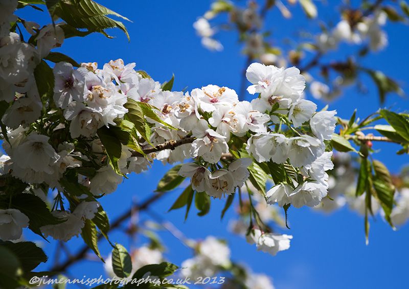 A bit of Blossom