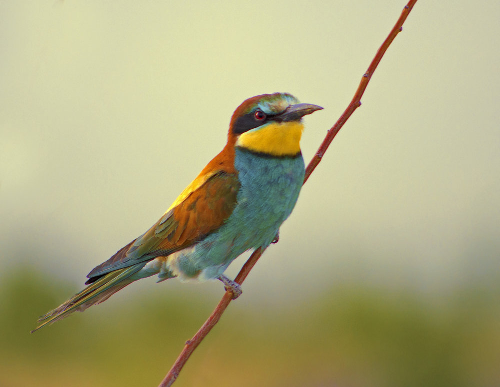Bee eater (2)