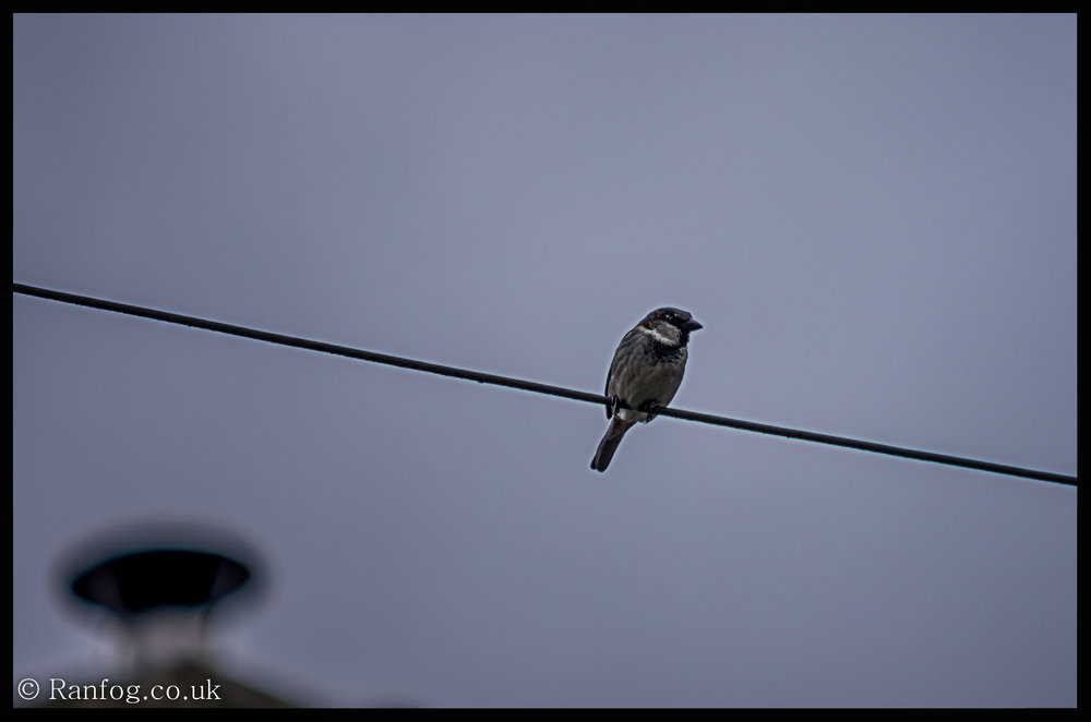 Bird On A Wire