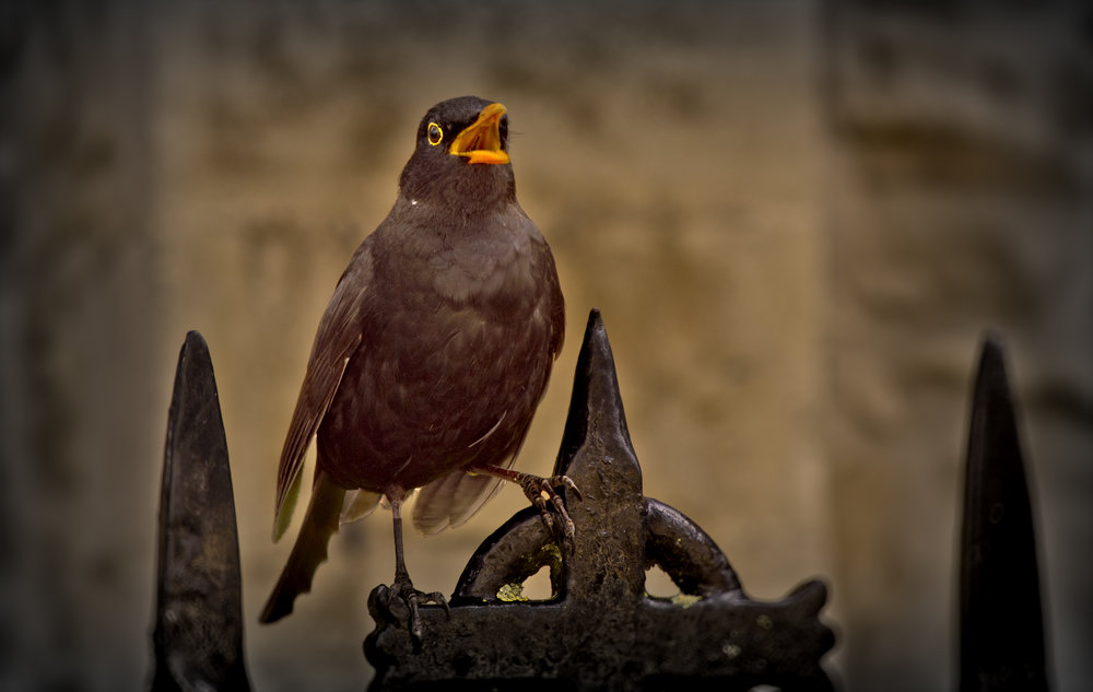 Blackbird